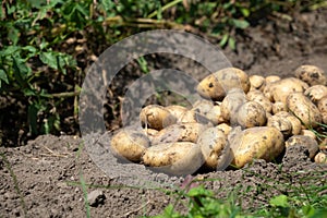 Pile of newly harvested potatoes -Â Solanum tuberosum on field. Harvesting potato roots from soil in homemade garden.